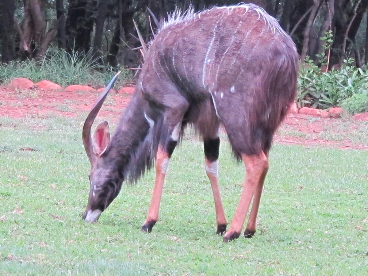 Harties Is Africa Safari Lodge Kosmos Екстер'єр фото