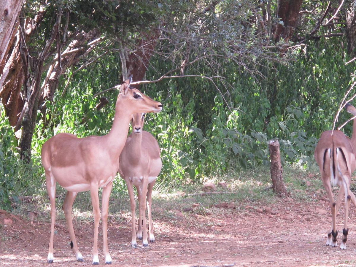 Harties Is Africa Safari Lodge Kosmos Екстер'єр фото