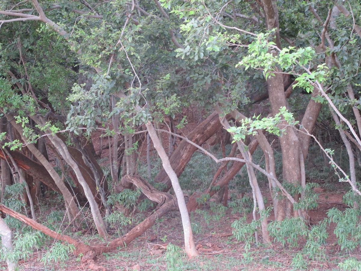 Harties Is Africa Safari Lodge Kosmos Екстер'єр фото