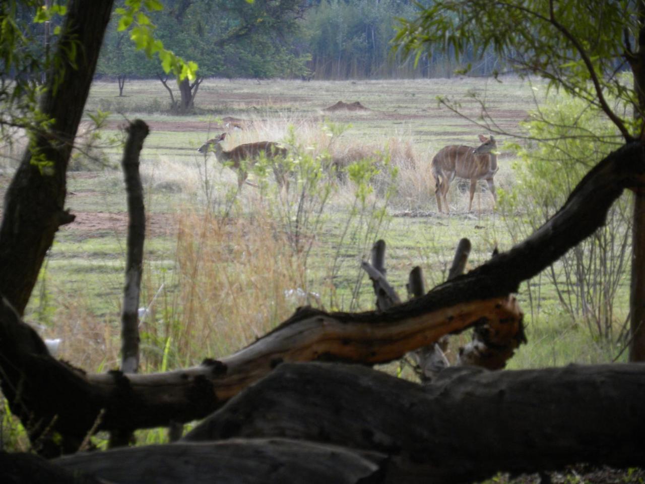 Harties Is Africa Safari Lodge Kosmos Екстер'єр фото